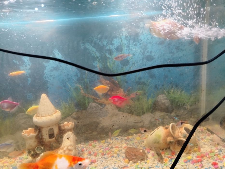 Аквариумные рыбы