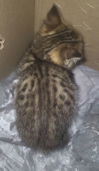 Бесплатно отдам в добрые руки котенка