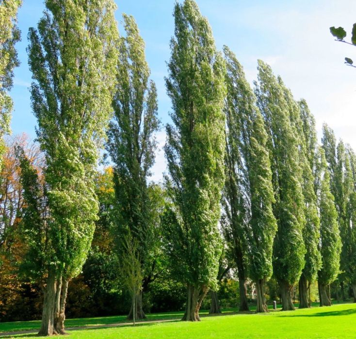 тополь пирамидальный