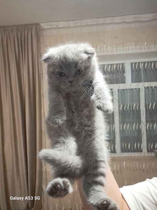 Продам шикарных шотландев