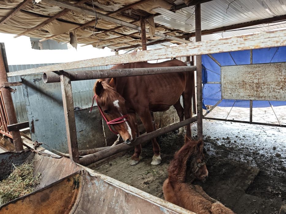 Сауын бие кулынымен