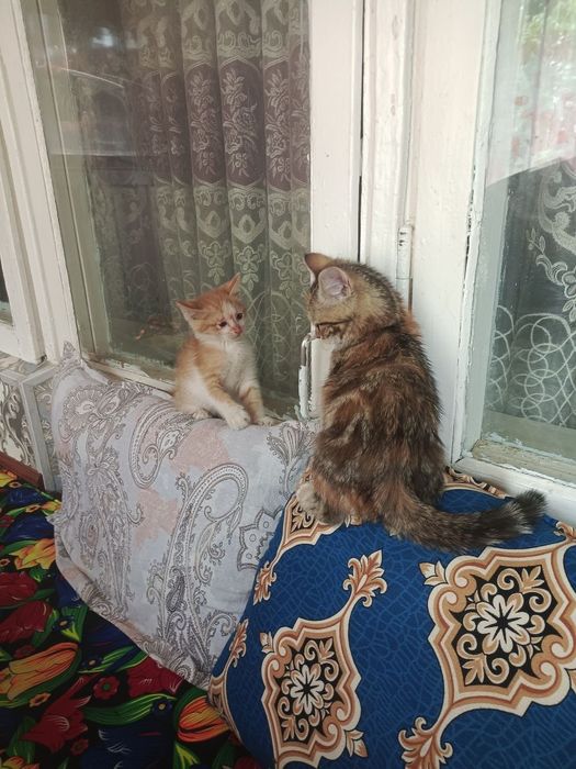 Mushuk bolalari beriladi