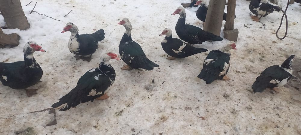 Индоутка в Ташкенте