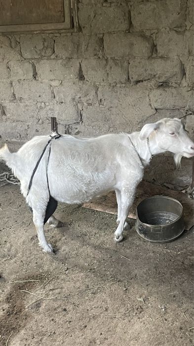 Dashcam секс бейне