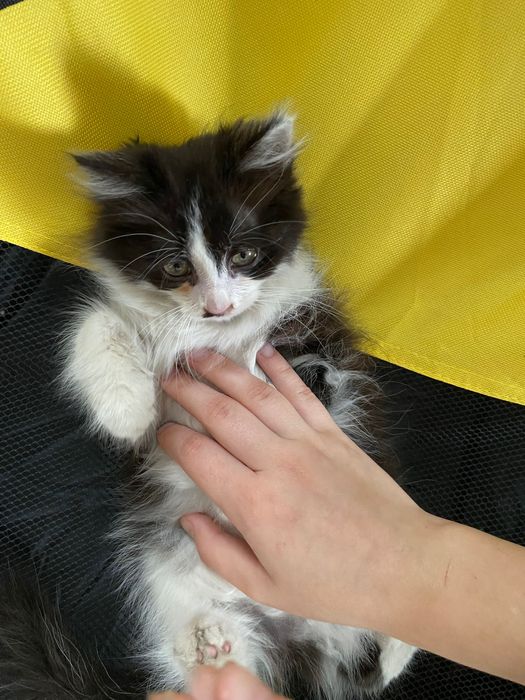 Отдам котят в хорошие руки