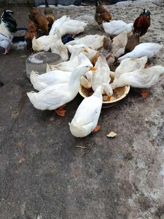 Продажа Пекин селезней