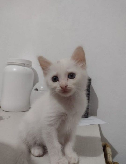 КрасивыЕ беЛоснеЖныЕ коТятА
