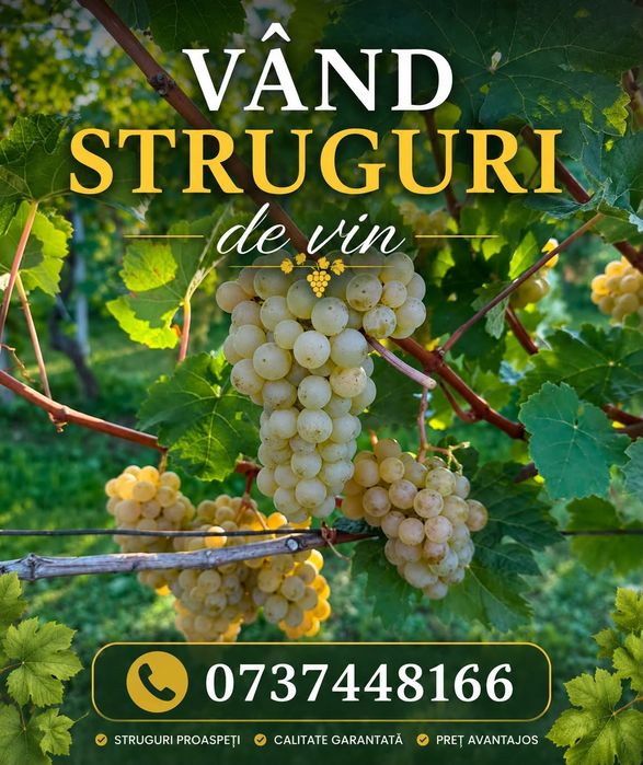 Vand struguri de vin