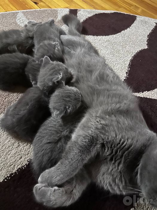 Котята чистокровные породистые скотиш фолд