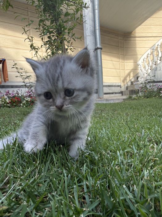 Продаётся котёнок породы страйт