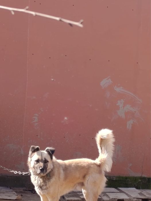 Бельгийская овчарка