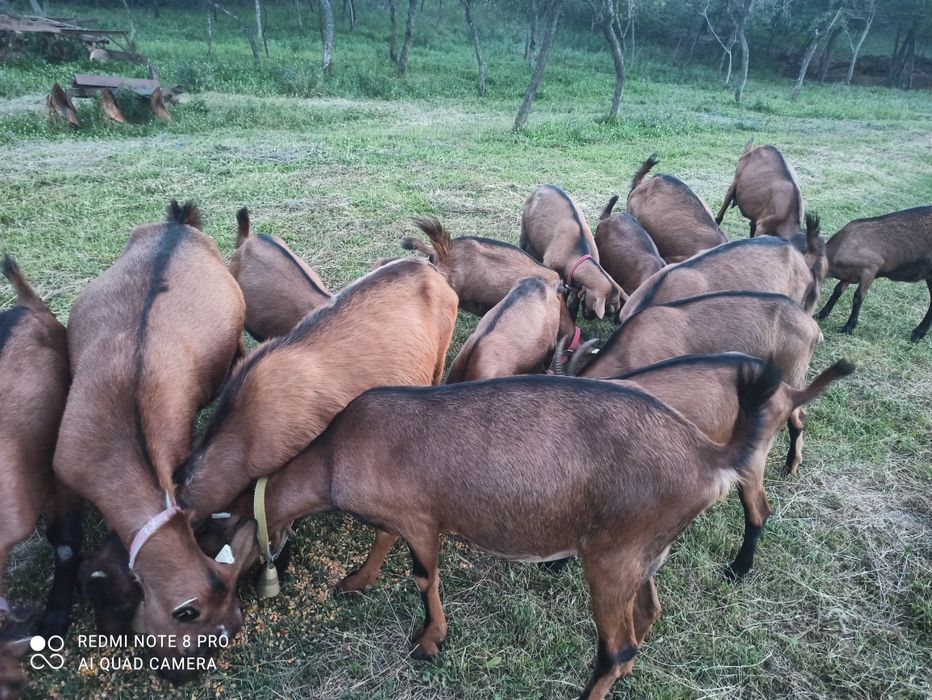 Vând țapi alpin francez