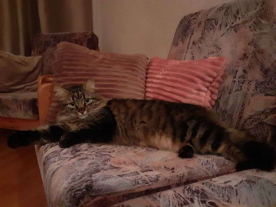Искам да осиновя коте
