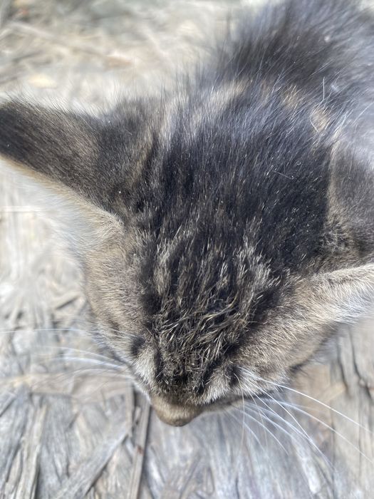 Котята маленькие