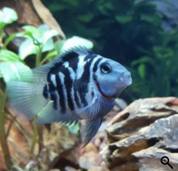 Akvarium baliklari