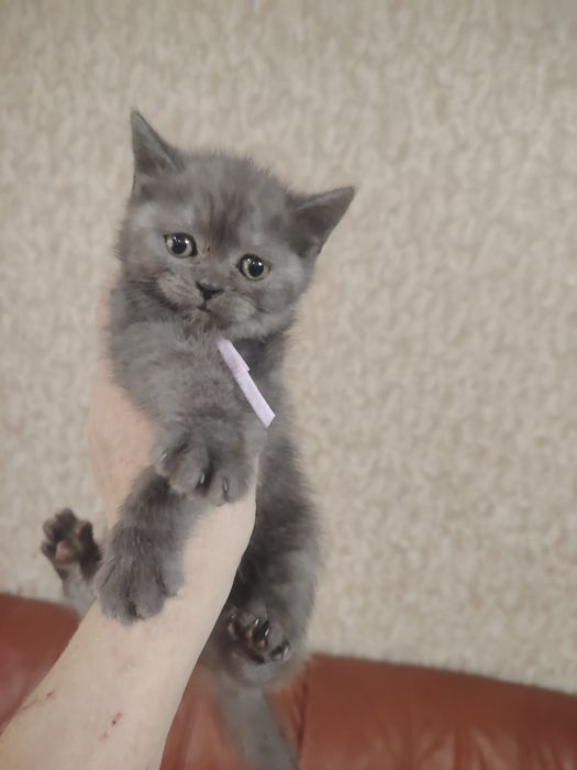 Замечательные котятки