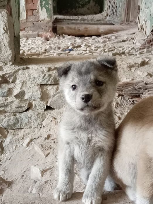 Отдам Щенят 2 месяца