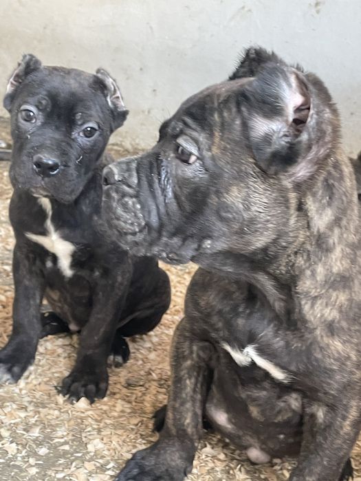 Щенки кане корсо