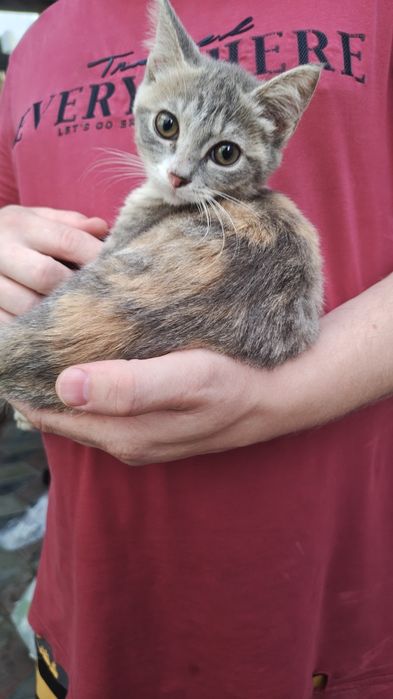Котенок, красивый