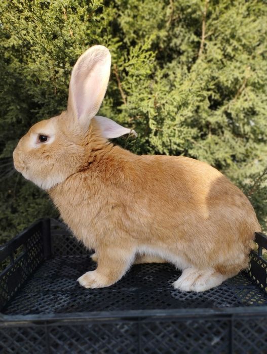 Продаётся   крол