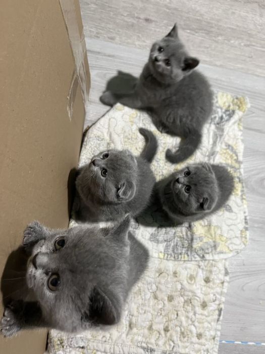 Британские котята