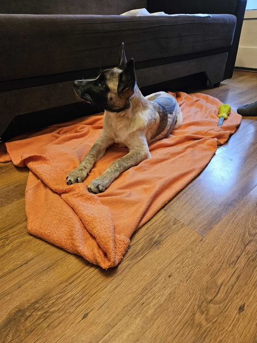 Donez pui de 4 luni metis Akita American