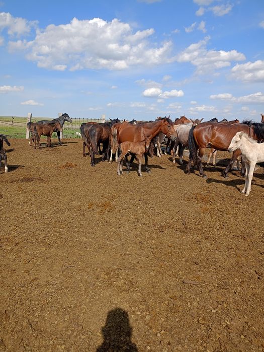 Продам кобылу с жеребенком