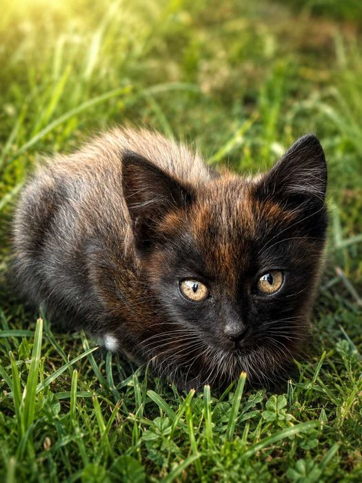 Котята бесплатно