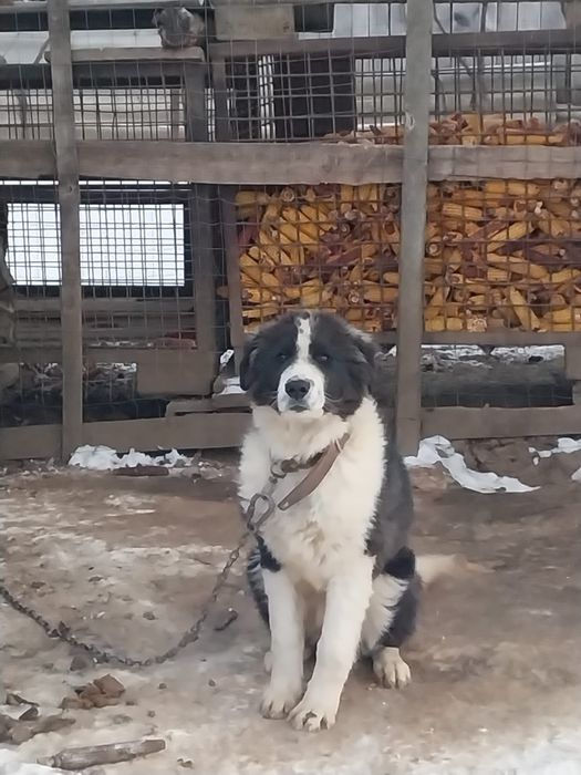 Dau câine Spre adopție!