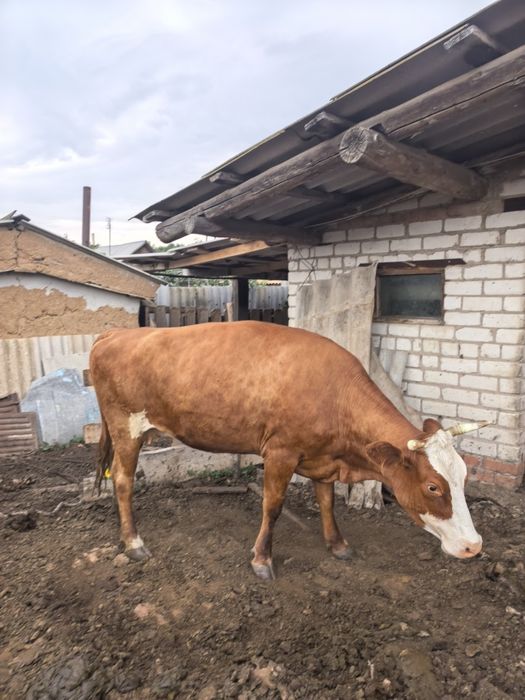 Продам корову или обмен на сено