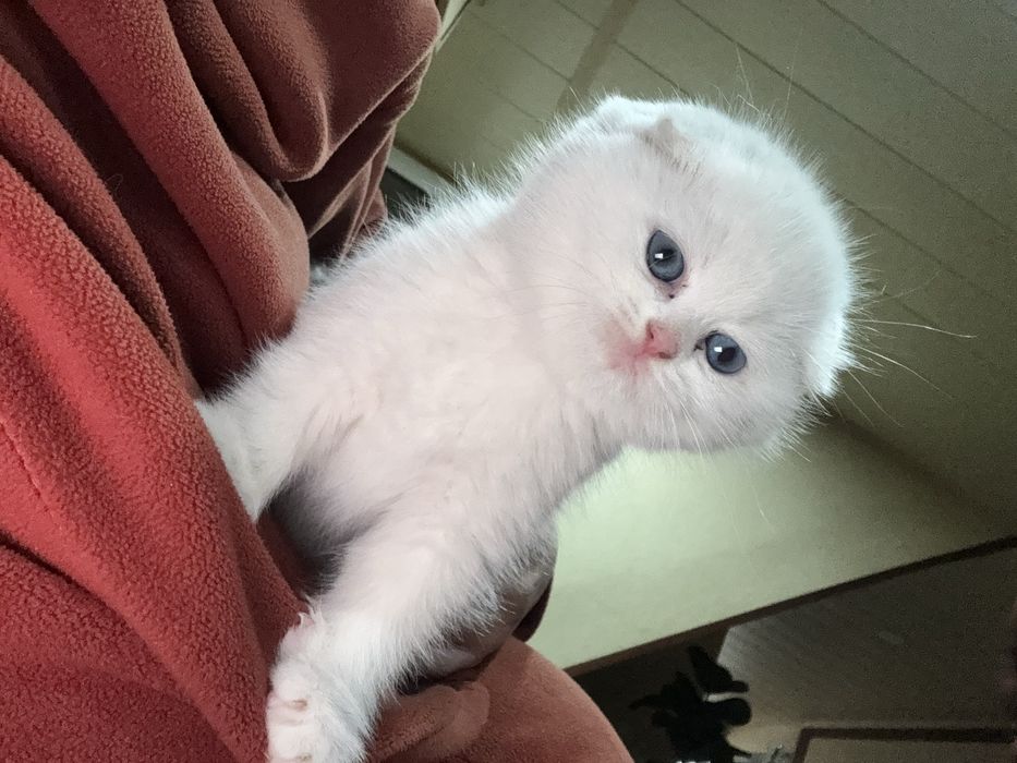 Mushuk sotiladi, SCOTTISH FOLD