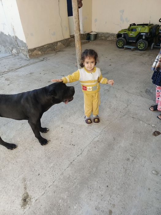 Кане Корсо, гарантия