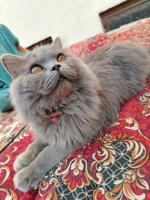 Vyazka mushuk scotish straight britanskiy