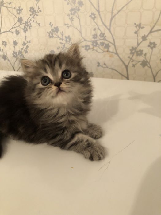 Котята Скоттиш приученые