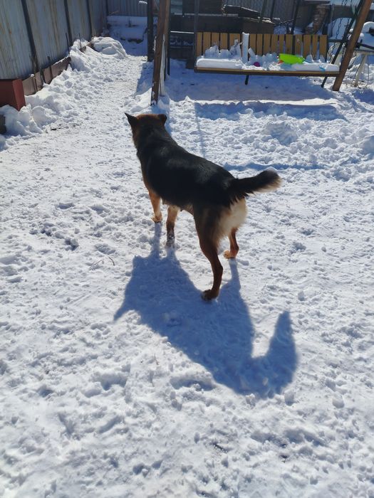 Продам немецкий Овчарка