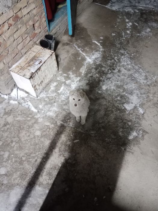 Продается щенок самоед девочка