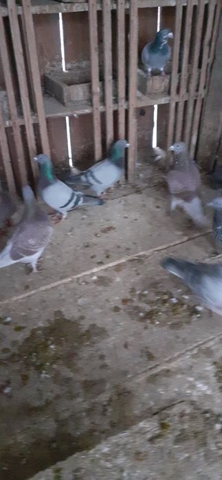 Vand porumbei voieajoi