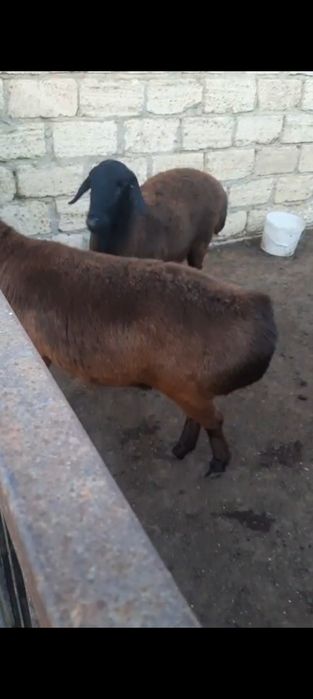Буаз гиссар қой сатылады