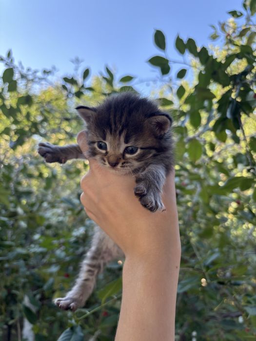Отдам котят в добрые руки