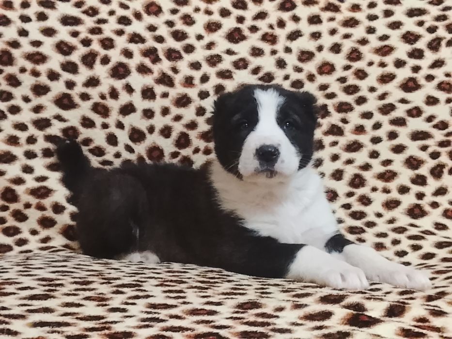 Щенки САО Алабай