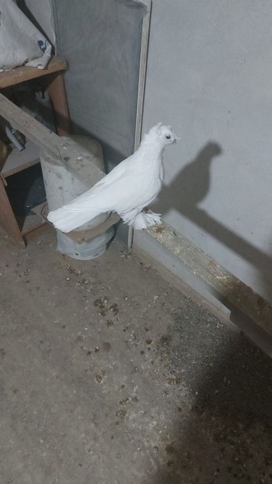 Кептер. Голуби. Красный. Соч. Белый.