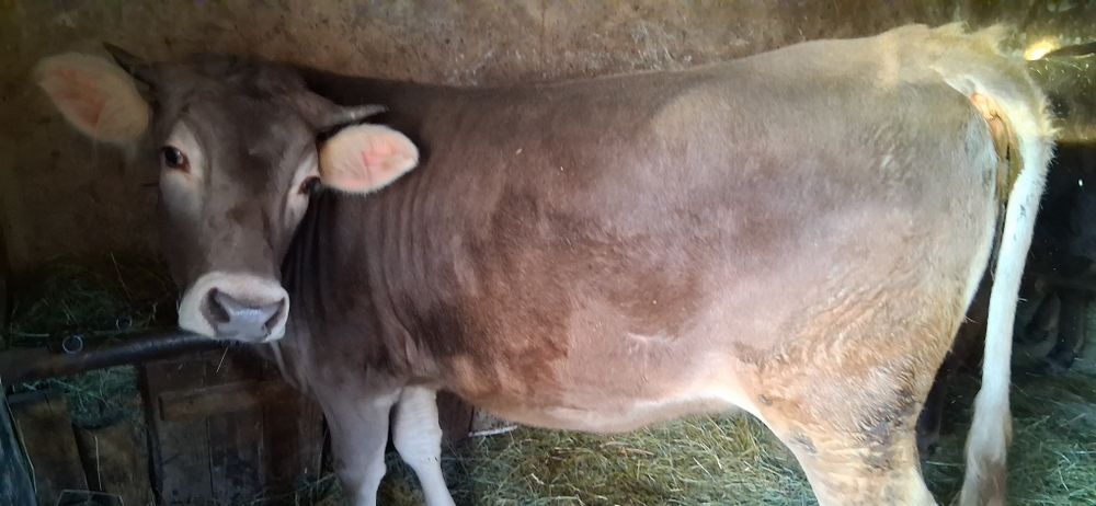 doua jurinci si un tauras