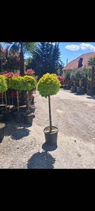 Magnolia Palmier Pin Brazi