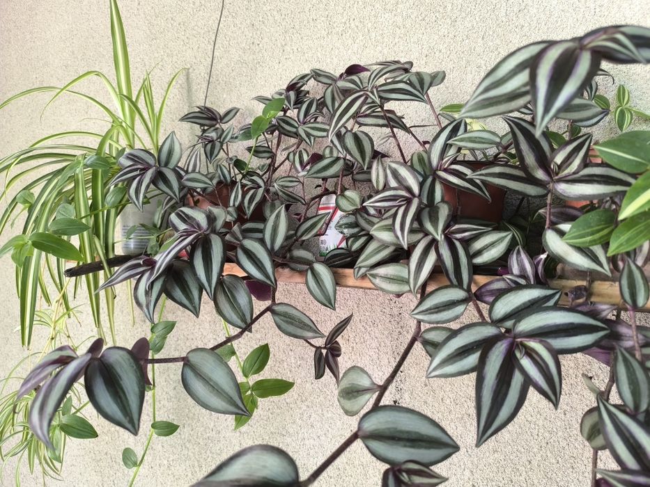 Традесканции 3 сорта