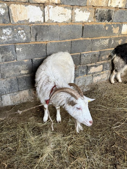 Домашние животные