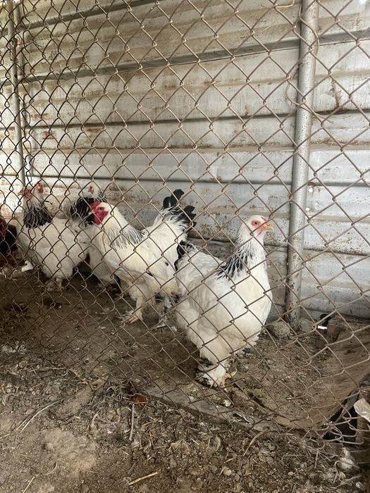 Яйца брамы по 500 тенге