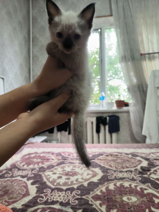Отдам в хорошие руки