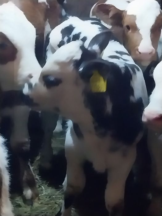 Vând taurasi belga și baltat