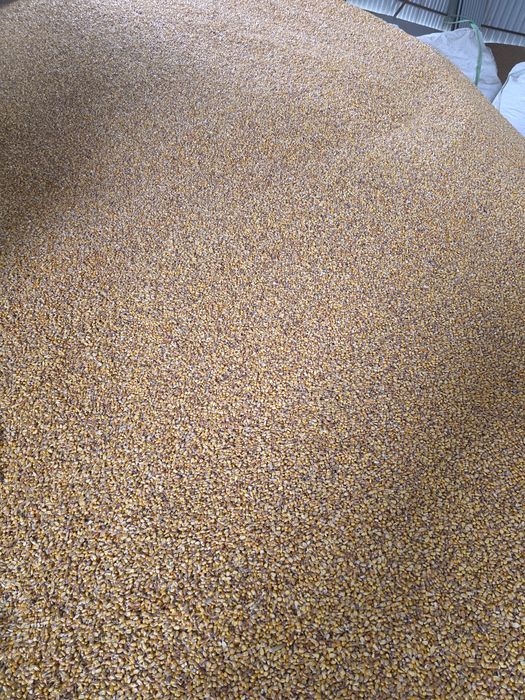 Porumb boabe , Grâu, Ovăz