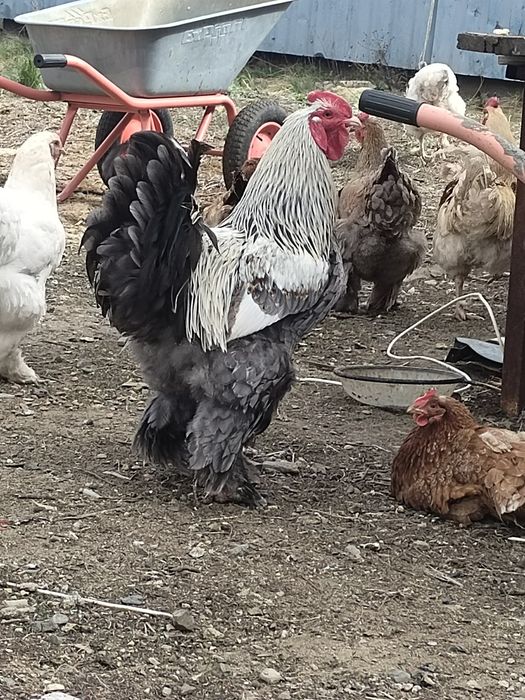 Әтеш сатылады тұқымы брама